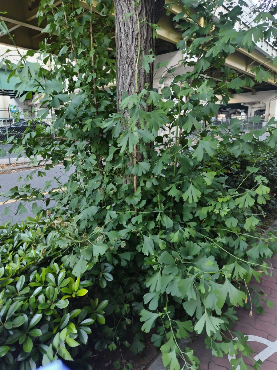 イチョウのひこばえ