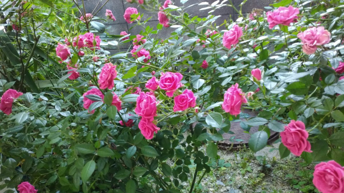 癒し