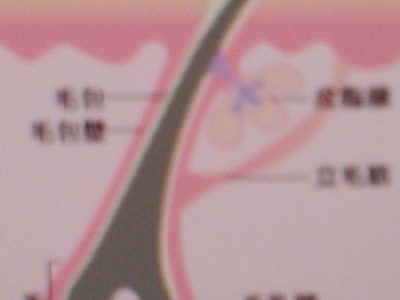 髪の毛のお話