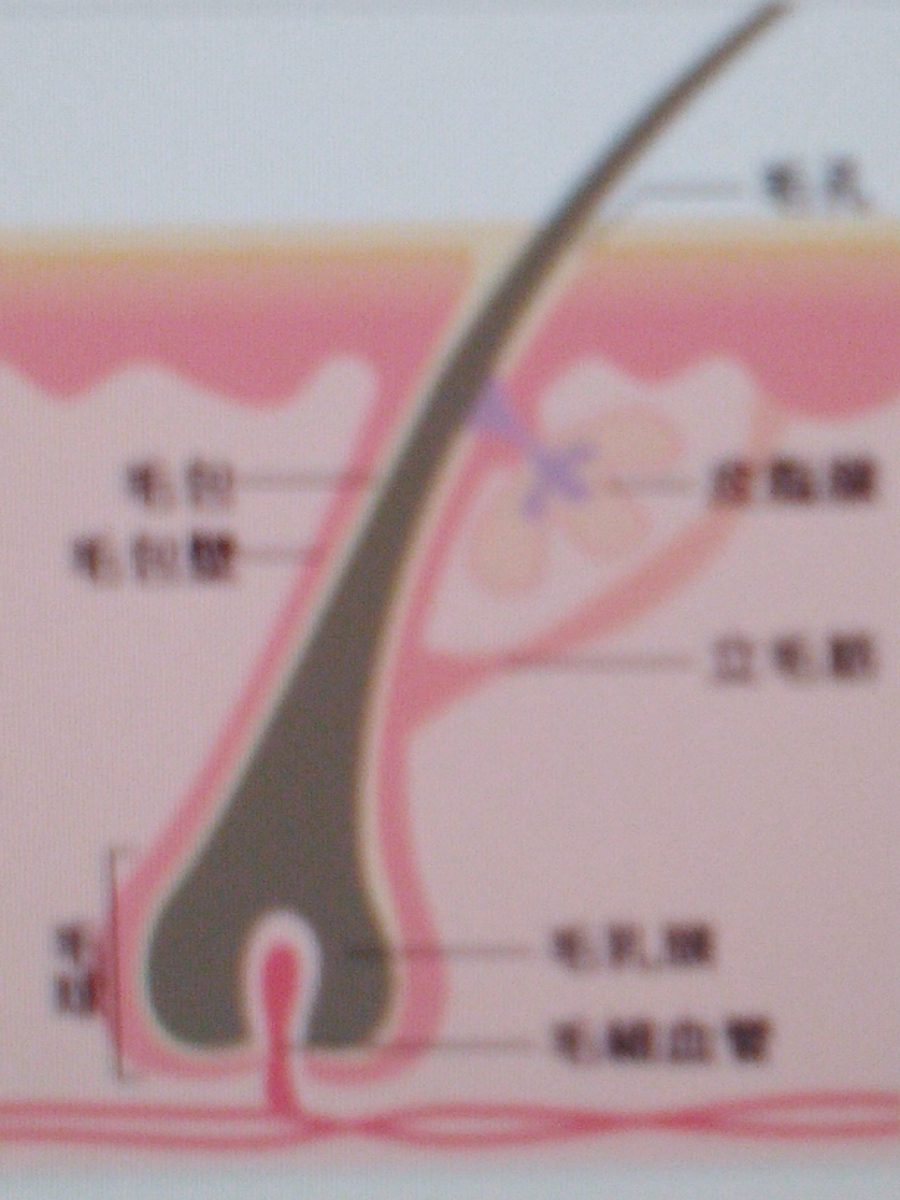 髪の毛のお話