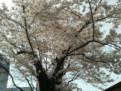 姫路店桜が満開