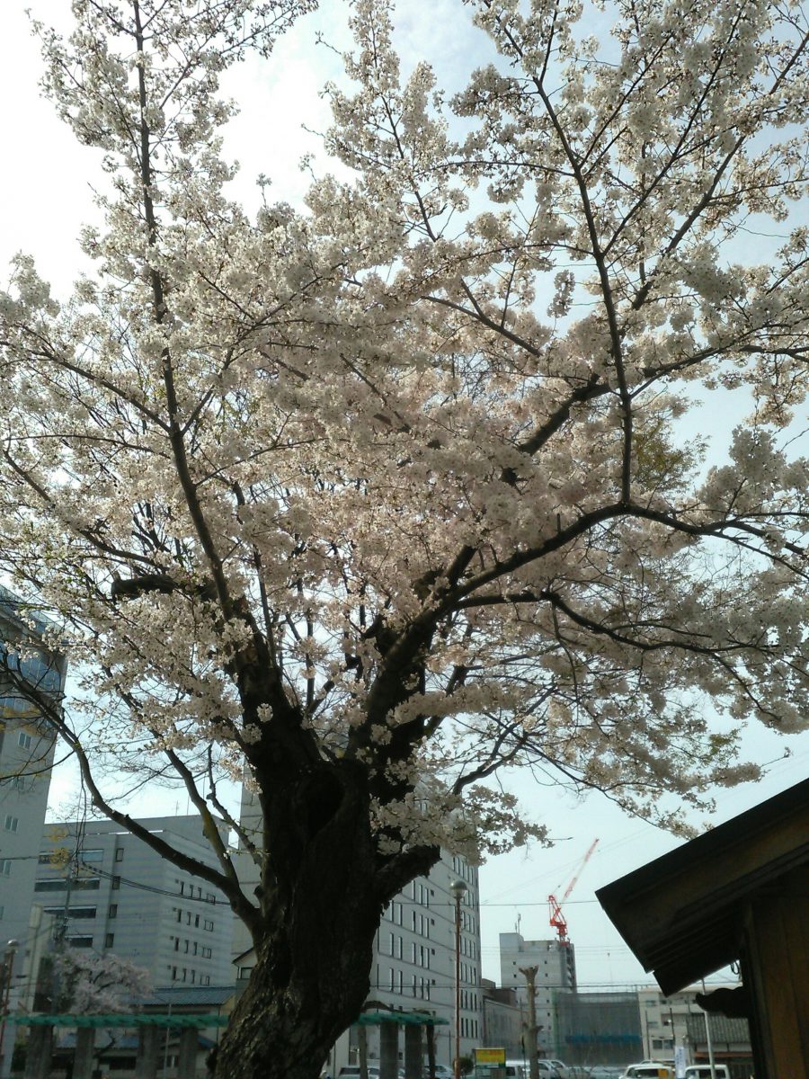 姫路店桜が満開