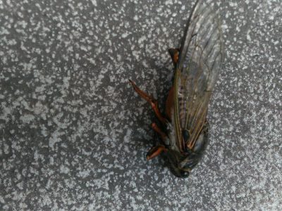 熱中症